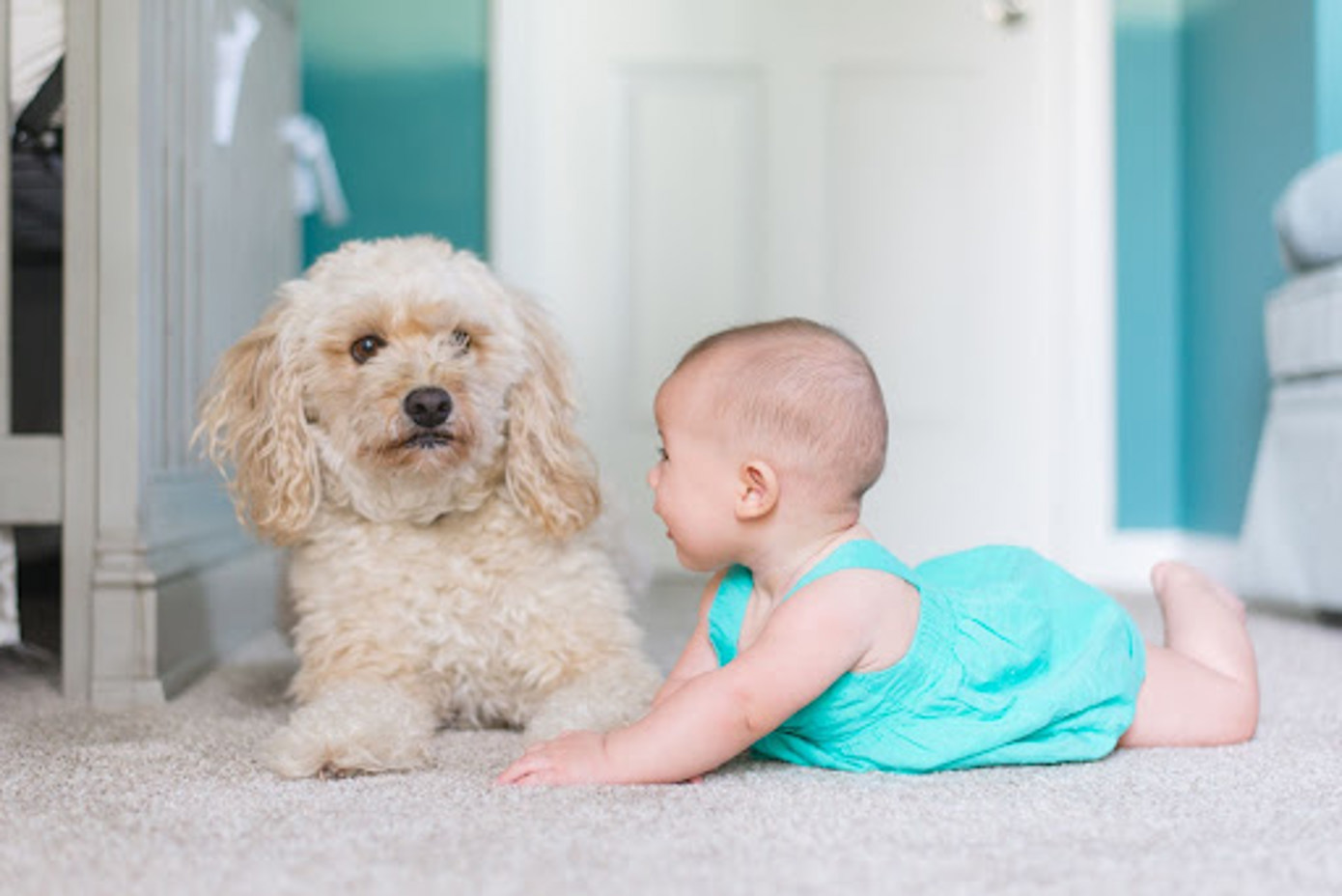 baby-dog-carpet-floor