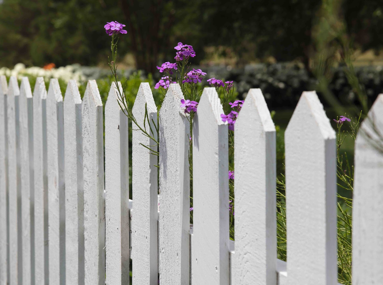 12 Types of Fences for New Zealand Homes: Pros and Cons