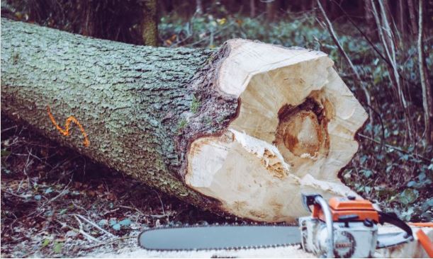 Hirepool How to Safely Cut Trees with A Chainsaw